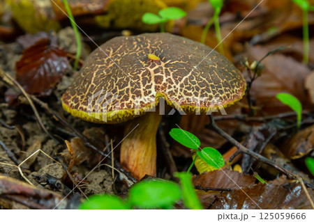 Exploring Pluteus atricapillus and Xerocomellus chrysenteron mushrooms in a vibrant forest floor during late spring 125059666