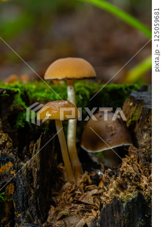 The Conifer Tuft specialises on coniferous dead wood. The stipes are often bent and they grow in tight clumps. The parasol flattens as they grow 125059681