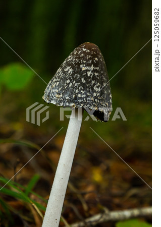 Coprinopsis Picacea also known as Magpie fungus poisonous mushroom in forest Coprinopsis Picacea also known as Magpie fungus poisonous mushroom in forest 125059682