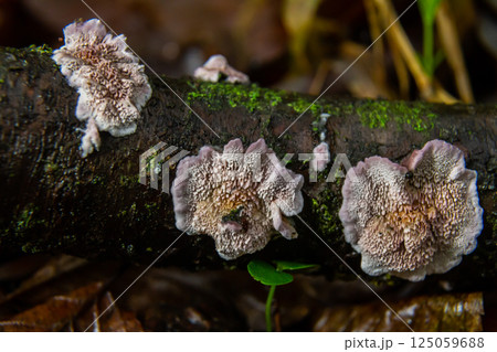 Xylodon fungus growing on a decaying log in a moist forest environment showcasing its intricate texture and natural coloration Xylodon fungus growing on a decaying log in a moist forest environment showcasing its intricate texture and natural coloration 125059688