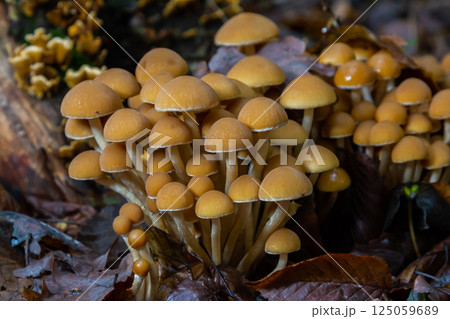 The Conifer Tuft specialises on coniferous dead wood. The stipes are often bent and they grow in tight clumps. The parasol flattens as they grow The Conifer Tuft specialises on coniferous dead wood. The stipes are often bent and they grow in tight clumps. The parasol flattens as they grow 125059689