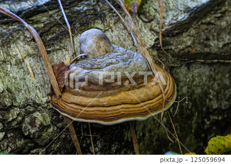 Fomitopsis pinicola, is a stem decay fungus common on softwood and hardwood trees. Its conk fruit body is known as the red-belted conk. The species is common throughout temperate Europe and Asia 125059694