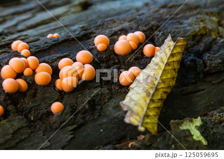 Colorful Lycogala epidendrum fruiting bodies growing on decaying wood in a forest setting during early morning light Colorful Lycogala epidendrum fruiting bodies growing on decaying wood in a forest setting during early morning light 125059695