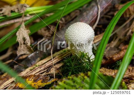 A detailed view of a Lycoperdon perlatum mushroom, also known as the common puffball, sitting on the forest floor. Its textured, round shape contrasts with the earthy surroundings 125059701