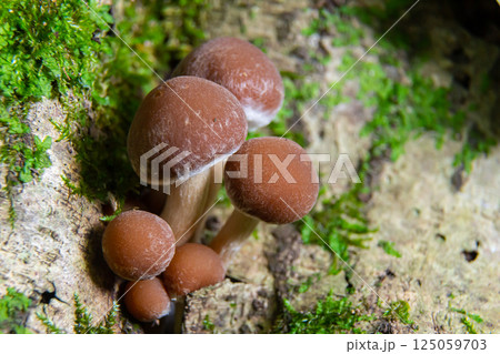 Mushrooms of the genus Psathyrella growing among moss on a decayed log in a forest during early spring Mushrooms of the genus Psathyrella growing among moss on a decayed log in a forest during early spring 125059703
