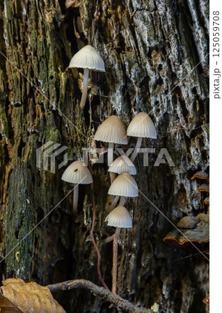 Mushrooms growing on decaying wood in a forest setting showcasing the delicate structure of Psathyrella and Mycena galericulata 125059708
