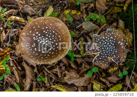 The Amanita pantherina, or the Panther Cap, a beautiful and iconic mushroom. A muted relative of the Amanita muscaria or fly agaric, its cap features a bold pattern 125059718
