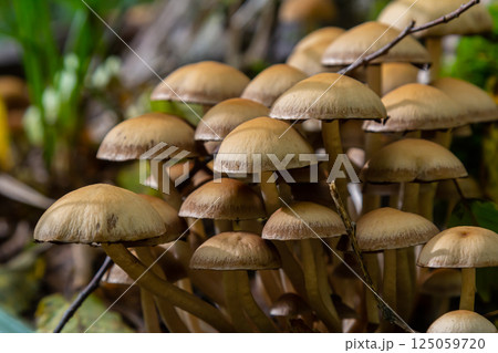 The Conifer Tuft specialises on coniferous dead wood. The stipes are often bent and they grow in tight clumps. The parasol flattens as they grow The Conifer Tuft specialises on coniferous dead wood. The stipes are often bent and they grow in tight clumps. The parasol flattens as they grow 125059720