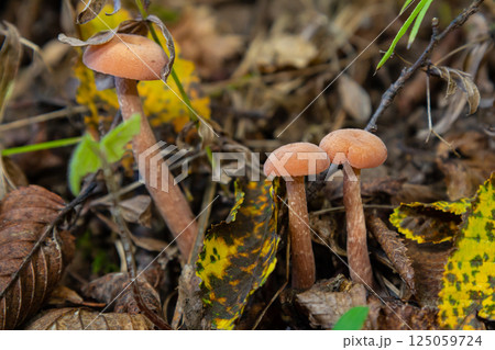 Unique mushrooms Xerocomellus chrysenteron and Cortinarius rubellus found in a forest during autumn in North America 125059724