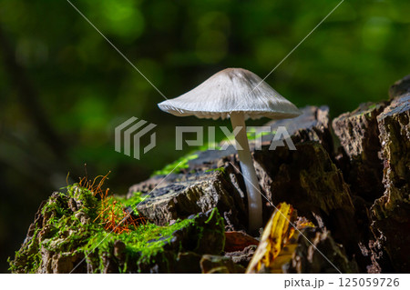 Mushroom growing on a log in a forest, showcasing Psathyrella and Mycena galericulata in their natural habitat during daylight Mushroom growing on a log in a forest, showcasing Psathyrella and Mycena galericulata in their natural habitat during daylight 125059726