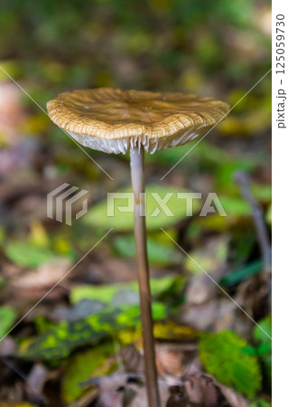 Oudemansiella radicata mushroom growing in a forest setting during the autumn season amidst fallen leaves and lush greenery Oudemansiella radicata mushroom growing in a forest setting during the autumn season amidst fallen leaves and lush greenery 125059730