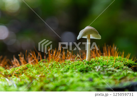 Mushroom thrives on green moss in a lush forest floor during a rainy day in early spring Mushroom thrives on green moss in a lush forest floor during a rainy day in early spring 125059731