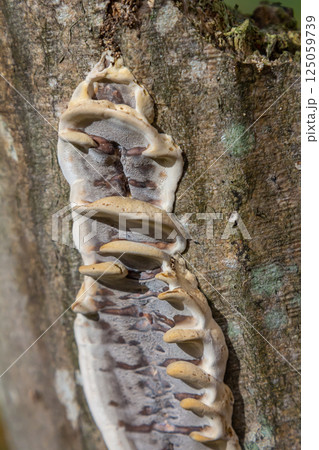 Closeup Trametes pubescens or Trametes hirsute , its a kind of mushroom 125059739