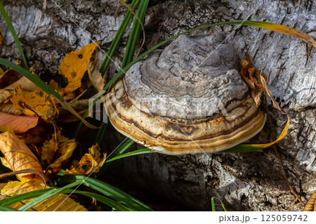 Fomitopsis pinicola, is a stem decay fungus common on softwood and hardwood trees. Its conk fruit body is known as the red-belted conk. The species is common throughout temperate Europe and Asia Fomitopsis pinicola, is a stem decay fungus common on softwood and hardwood trees. Its conk fruit body is known as the red-belted conk. The species is common throughout temperate Europe and Asia 125059742