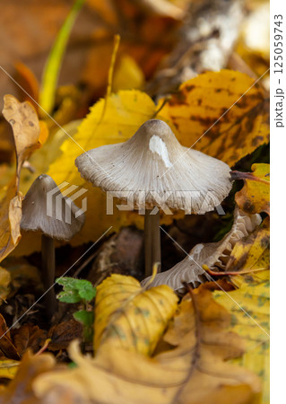 Mushrooms Psathyrella and Mycena galericulata thrive among autumn leaves on a forest floor in a serene natural setting Mushrooms Psathyrella and Mycena galericulata thrive among autumn leaves on a forest floor in a serene natural setting 125059743