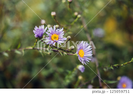 Symphyotrichum novi-belgii also known as New York aster Michaelmas daisy and fall aster with purple blooms. Linked to pollinator support late-season flowering biodiversity and ornamental use Symphyotrichum novi-belgii also known as New York aster Michaelmas daisy and fall aster with purple blooms. Linked to pollinator support late-season flowering biodiversity and ornamental use 125059751