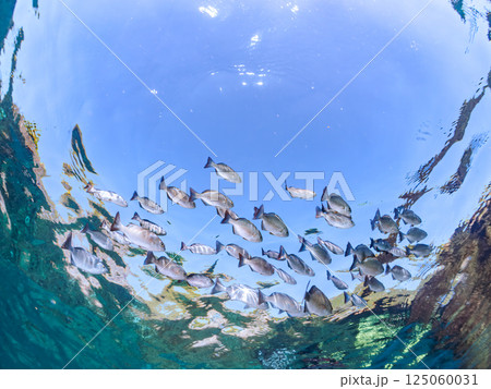 水面を泳ぐイスズミの群れ。ヒリゾ浜中木南伊豆町伊豆半島静岡県2024 125060031