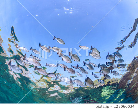 水面を泳ぐイスズミの群れ。ヒリゾ浜中木南伊豆町伊豆半島静岡県2024 125060034