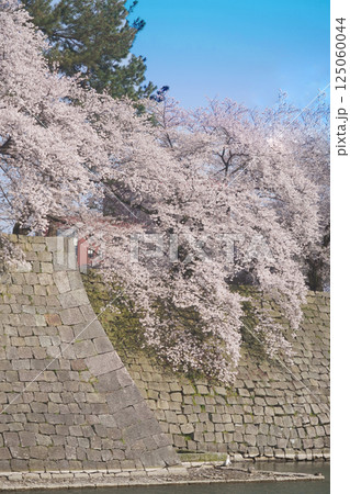 春の花　桜　福井城址　ソメイヨシノ  125060044