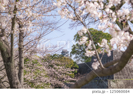 桜の間からのぞく熊本城 125060084