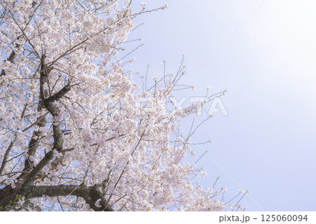 青空に映える花岡山公園の桜 青空に映える花岡山公園の桜 125060094