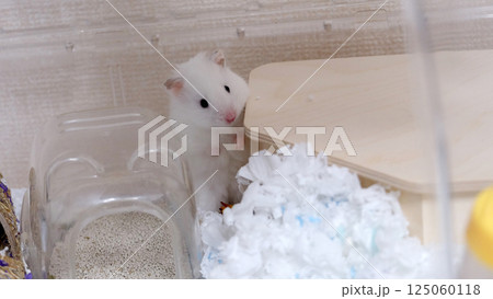 Cute white hamster peeking from behind its wooden house and a pile of paper bedding. Inside a cage setting. 125060118