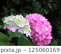 ピンクのアジサイの花 125060169