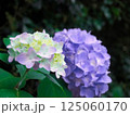 紫のアジサイの花 125060170