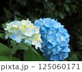 青いアジサイの花 125060171