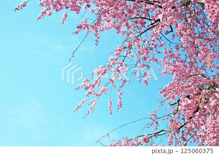 青空と桜 青空と桜 125060375