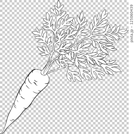 Carrot Root with Leaves Outline Illustration Carrot Root with Leaves Outline Illustration 125060439