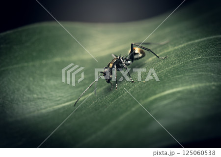 Polyrhachis brisbanensis Ant 125060538