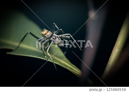 Polyrhachis brisbanensis Ant 125060539