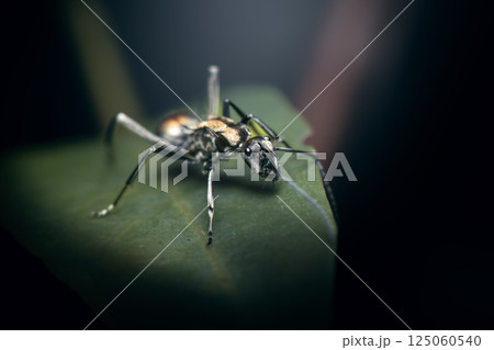 Polyrhachis brisbanensis Ant 125060540