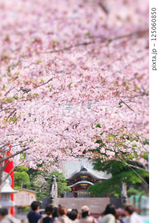 鎌倉鶴岡八幡宮　段葛の桜の向こうに舞殿とたいこ橋 125060850