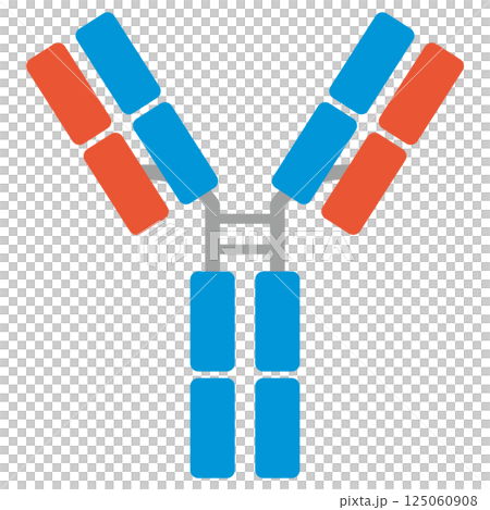 Immunoglobulin G (IgG) illustration (single item) 125060908