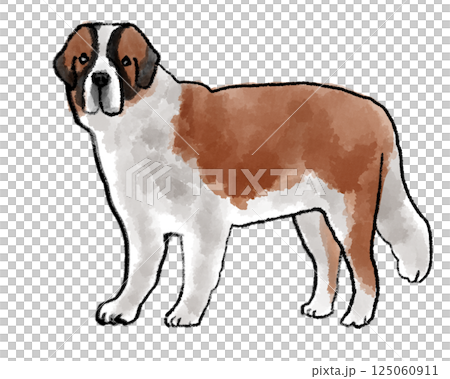 Saint Bernard looking at you Saint Bernard looking at you 125060911