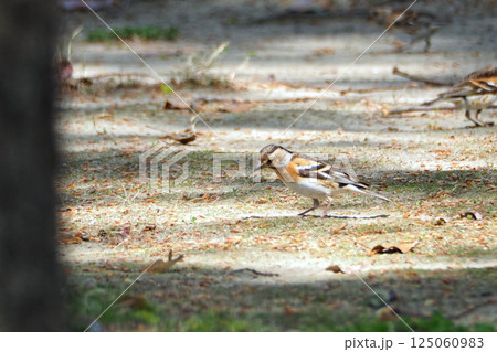 地面へ下りて餌をとるひばり（野鳥） 125060983