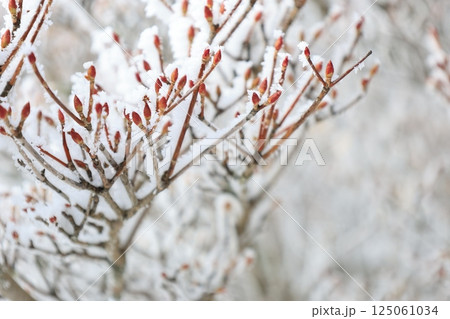 樹氷が付いた枝のアップ 125061034