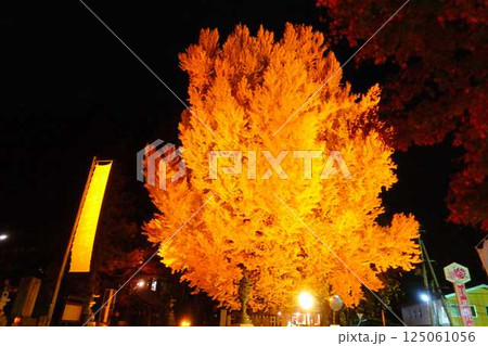 熊野大社 大銀杏 紅葉 黄葉 ライトアップ 南陽市 熊野大社 大銀杏 紅葉 黄葉 ライトアップ 南陽市 125061056