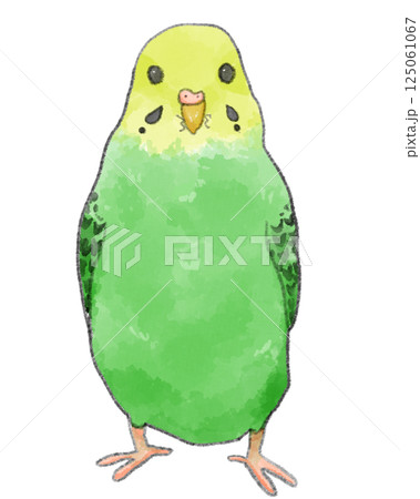 正面から見た緑のセキセイインコのイラスト素材 [125061067] - PIXTA
