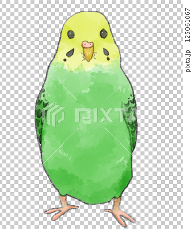 モクレンと緑色のセキセイインコ鳥の日本画 正面から見た緑のセキセイインコのイラスト素材 [125061067] - PIXTA