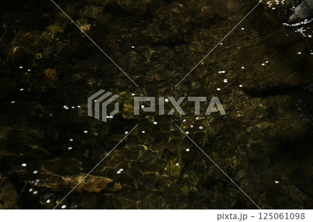 川面に浮かぶ桜の花びら 125061098