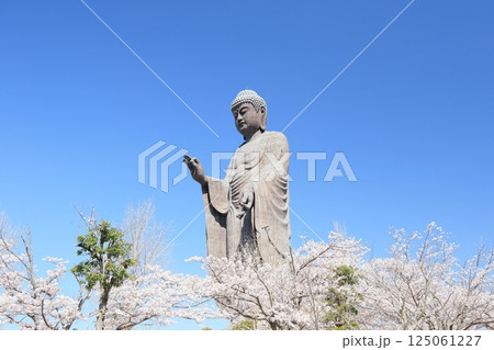 青空を背景にした満開の桜と牛久大仏 125061227