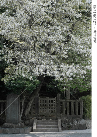 鎌倉鶴岡八幡宮 明治天皇御閲兵の地に咲く白い桜 鎌倉鶴岡八幡宮 明治天皇御閲兵の地に咲く白い桜 125061248