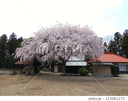 放光寺　しだれ桜 125061273