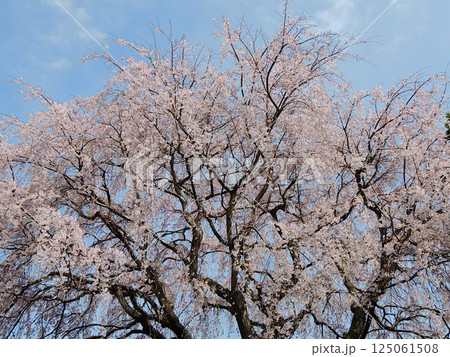 放光寺　しだれ桜 125061508
