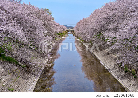 川沿いに咲く満開の桜 川沿いに咲く満開の桜 125061669