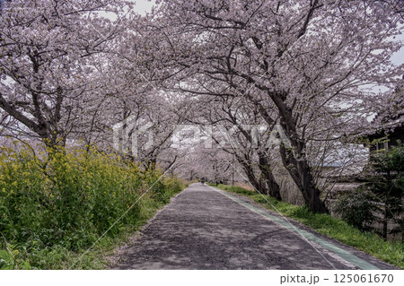 満開の桜と小道 125061670