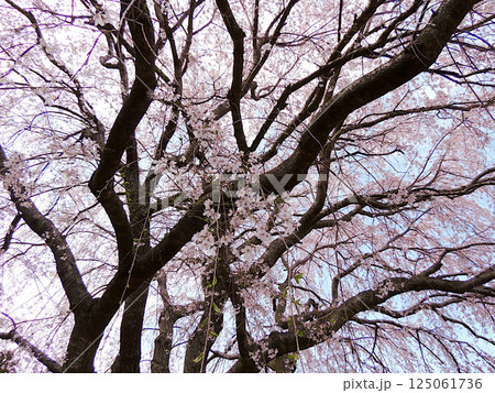 放光寺 しだれ桜 放光寺 しだれ桜 125061736